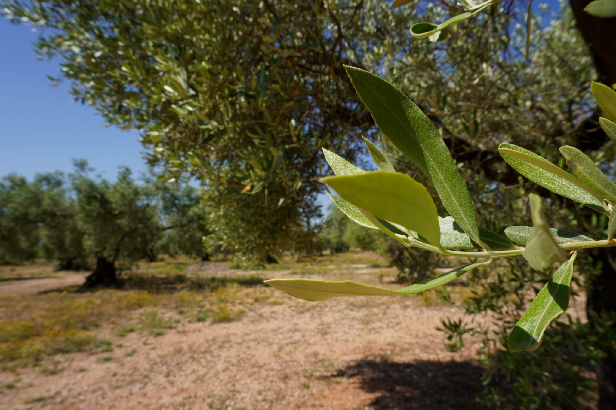 Terram, la cooperativa que vol preservar el paisatge